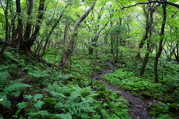Obraz premium old summer forest with path