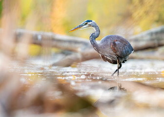 blue heron ardea cinerea