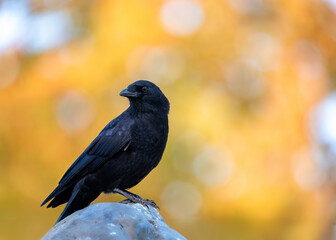 portrait of an American crow perched on a rock with fall colours and bokeh balls in the background