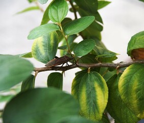 photo of insects perched on a tree trunk