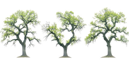 Big Green Oak Trees on White Background Generative AI