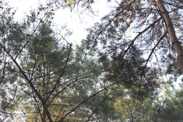 Image taken from below of the pine trees along the Deokjeong Park trail