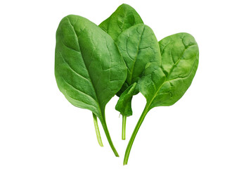 Fresh spinach leaves isolated on transparent or white background