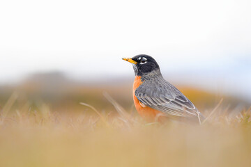 Robin on the grass with an overcast sky