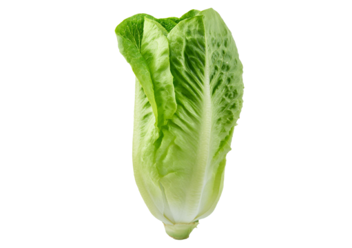 Fresh single Romaine or cos lettuce isolated on transparent or white background