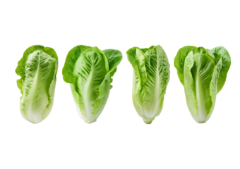 Collection Fresh single Romaine or cos lettuce isolated on transparent or white background