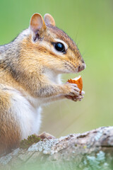 Obraz premium Portrait of a chipmunk eating an almond with a blurry green background