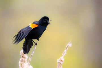Red winged blackbird singing perched on a reed 