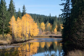 Obraz premium Autumn Forest Reflections in Calm River