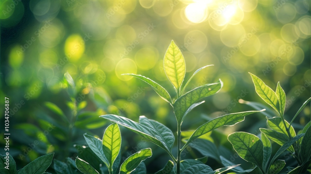 Poster close-up of vibrant green leaves with sunlight streaming through, creating a peaceful and fresh atmo