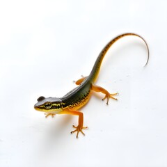 Fototapeta premium A newt.