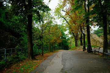 Trees and nature in Zagreb Croatia