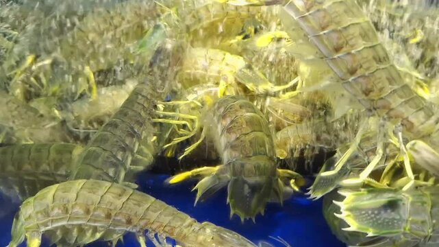 A glass tank full of live mantis shrimp is displayed in the restaurant.