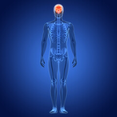 Central Organ of Human Nervous System Brain Anatomy