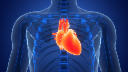 Human Circulatory System Heart Anatomy