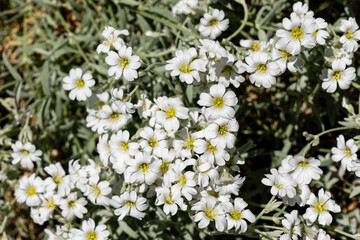 Small white flowers of herbaceous plant snow-in-Summer with five double petals with yellow centers.