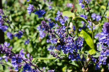 The view on the small blue flowers growing on the yearly spring in the city park