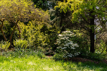 Green tree scenery tropical forest of city park in sunny day