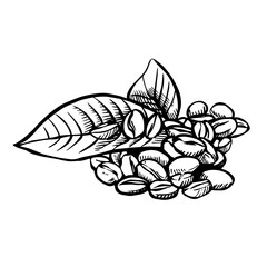 Coffee Brewing Sketch Elements , Hand-drawn Coffee shop Cafe Tools and Beans in Engraved Illustration