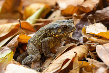 The Asian Common Toad (Duttaphrynus melanostictus) is a robust amphibian with rough, warty skin and a broad, flat head. It has a distinctive pattern of dark spots on its back.
