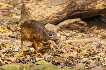 The Lesser Oriental Chevrotain or Lesser Mouse Deer (Tragulus kanchil) is a tiny, delicate mammal with slender legs, a rounded body, and a pointed face. 