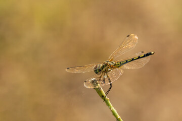 The Dancing Dropwing Dragonfly (Trithemis pallidinervis) is a medium-sized dragonfly characterized by its slender body, which is often a pale yellow or reddish color, and its vibrant, transparent wing