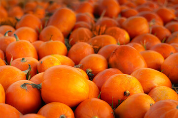 Vibrant orange pumpkins gathered in a seasonal display at a farm market during autumn harvest season