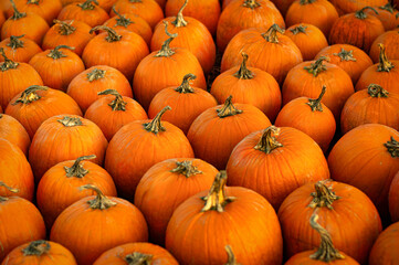 Vibrant pumpkins fill a farm market stand on a crisp autumn day in preparation for the fall harvest season