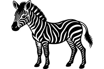 Illustration of standing cute zebra foal