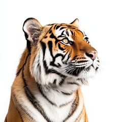 Obraz premium tiger isolated on white background