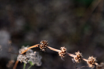 dry wild flower stalks in the field