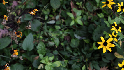 yellow wildflowers against green