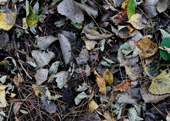 fallen leaves textured ground