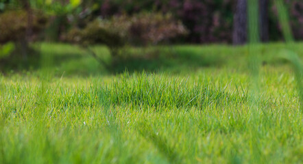 Park lawn on a nice afternoon. 