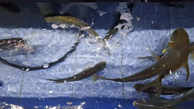 The seafood restaurant's tanks are full of Permit fish.