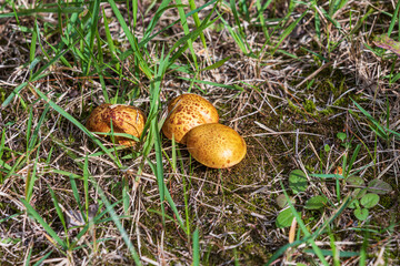 A Suillus granulatus  found under pine trees. Suillaceae, Suillus, weeping bolete, granulated bolete