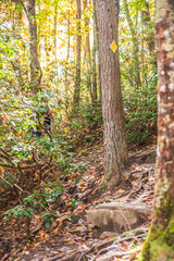 Gazing into the forest is like looking into the soul of nature&mdash;deep, mysterious, and alive, Cloudlands Canyon State Park, Rising Fawn, Georgia