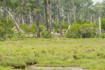wide open filed meadow of green grass and a declining coastal woodland forest with tall standing dead tree trunks where saltwater has taken over the soil