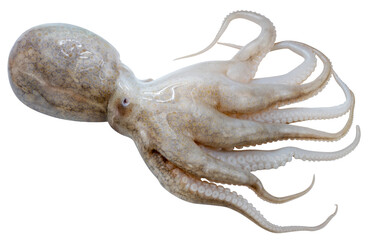 Fresh Baby Octopus on white background, Raw Baby Octopus  seafood isolate on white PNG File.