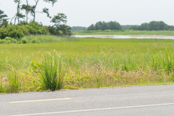 tall tuft of native grass growing along a roadside field near a river delta and swamp marsh land ecosystem near a highway street