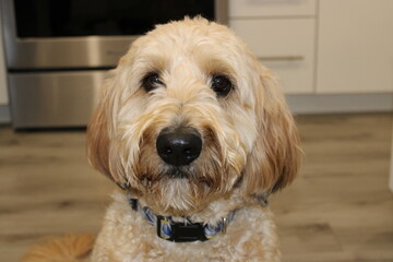 golden retriever dog