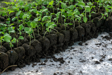 A green seedling tray with small plants, commonly used as commercial agriculture fruit production.