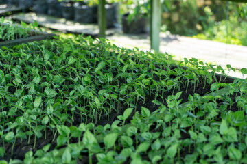 A green seedling tray with small plants, commonly used as commercial agriculture fruit production.
