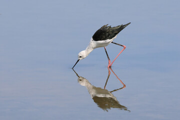Black-winged Stilt bird walking for food in the pond.