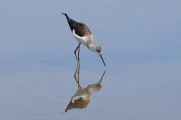 Black-winged Stilt bird walking for food in the pond.