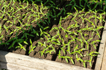 A green seedling tray with small plants, commonly used as commercial agriculture fruit production.