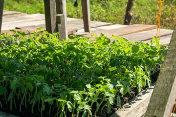 A green seedling tray with small plants, commonly used as commercial agriculture fruit production.