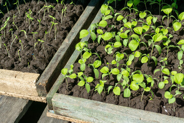 Germination tray watermelon fruit vine sprouts, species citrullus lanatus, commonly used as commercial agriculture fruit production.