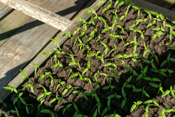 A green seedling tray with small plants, commonly used as commercial agriculture fruit production.