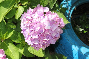 Obraz premium Image of hydrangeas blooming on the Daecheongcheon Trail
